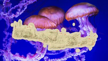 Το "χτύπημα" της μέδουσας: Σε ποιες παραλίες της Κρήτης έχουν στήσει καρτέρι