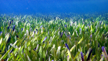 Βρέθηκε στη θάλασσα το μεγαλύτερο φυτό της Γης - Εκτείνεται σε 200 τετραγωνικά χιλιόμετρα 