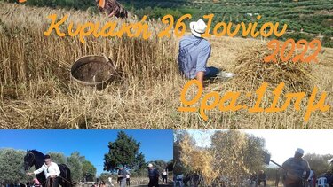 Το αλώνισμα της ταγής αναβιώνει στη Μονή Μαλεβιζίου