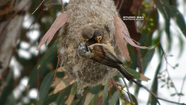 Υφάντρα ταΐζει τα μικρά της - Τρυφερές εικόνες