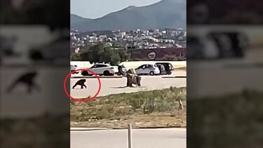 Αττικό Ζωολογικό Πάρκο: Η στιγμή που ο χιμπατζής το σκάει μέσα από το πάρκινγκ