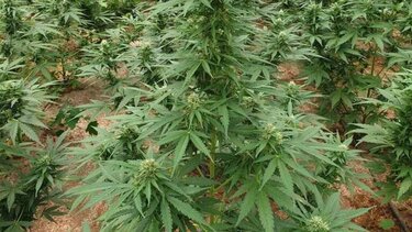 Δύο φυτείες, δύο κατηγορούμενοι σε Κεραμούτσι και Άγιο Θωμά 