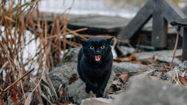 Του επιτέθηκαν γάτες και τον έστειλαν στο νοσοκομείο!