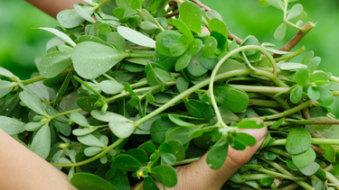 Το ελληνικό... σαλατικό που ωφελεί την καρδιά 