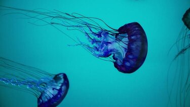 Το μπάνιο στη θάλασσα κατέληξε με δυνατούς πόνους!