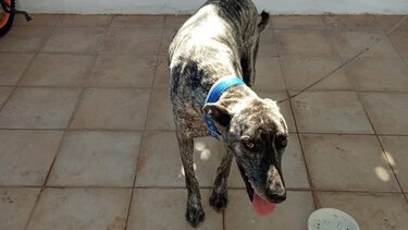 Βρέθηκε σκυλάκι στην περιοχή του Ανισσαρά