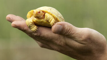 Γεννήθηκε αλμπίνο χελωνάκι γκαλαπάγκος