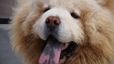  Ληστής «προδόθηκε» από τον σκύλο του