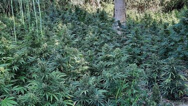 Προσαγωγές για τις φυτείες κάνναβης, αναζητείται ο βασικός ύποπτος