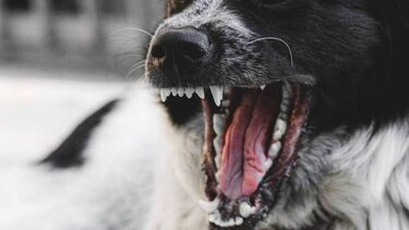 Στο νοσοκομείο ηλικιωμένος μετά από άγρια επίθεση σκύλου - Άφαντος ο ιδιοκτήτης του