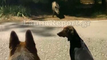 Όταν σκύλος συνάντησε αγριογούρουνο