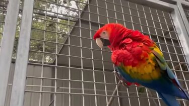 Παπαγάλος παραβίασε κλειδαριά και ελευθέρωσε καγκουρό