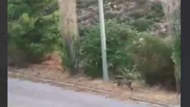 Τεράστιο αγριογούρουνο εμφανίστηκε τα ξημερώματα στο Ντράφι