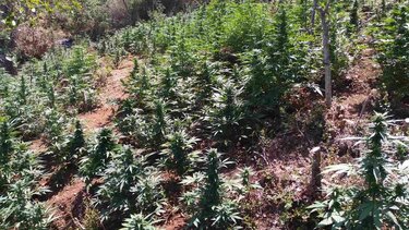 Εντοπίστηκε οργανωμένη χασισοφυτεία σε περιοχή της Κορινθίας 