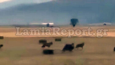 Αγέλη λύκων λίγα μέτρα μακριά από τα σπίτια!