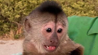 Μαϊμού κάλεσε την αστυνομία προκαλώντας πανικό σε ζωολογικό πάρκο