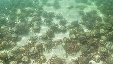 Εμφανίστηκαν χιλιάδες δηλητηριώδη καβούρια – αράχνες σε παραλία