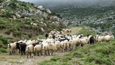 Συνελήφθη πρόεδρος κοινότητας για ζωοκλοπή! Νωρίτερα είχε καταγγείλει… αδεσποτία!