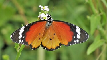 Οι πεταλούδες της Κρήτης συστήνονται στο κοινό!