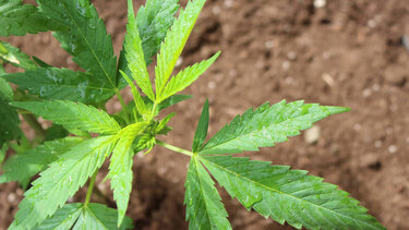 Θα διοχέτευαν τρία κιλά ακατέργαστη κάνναβη σε στέκια τοξικομανών στη Θεσσαλονίκη