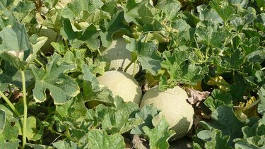 Κοπάδι προβάτων μπήκε σε χωράφι και κατέστρεψε καλλιέργεια πεπονιών