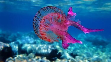 Μωβ μέδουσες: Πού εντοπίζονται το τελευταίο 10ήμερο – Τι δείχνουν τα νέα στοιχεία