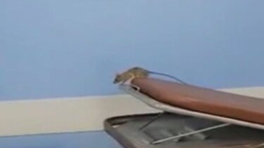 Ποντίκι κάνει βόλτες ανενόχλητο στου διαδρόμους νοσοκομείου!