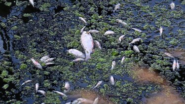 Γερμανία: Ποιο θα είναι το μέλλον του ποταμού Όντερ;