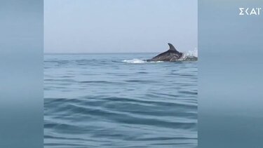 Εντυπωσιακό θέαμα με δελφίνια 