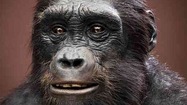 Ο αφρικανικός πρόγονός μας Σαχελάνθρωπος περπατούσε στα δύο πόδια του ήδη πριν 7 εκατομμύρια χρόνια