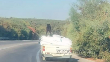 Είχε τον σκύλο στην καρότσα αγροτικού που μεταφέρει τσουβάλια!