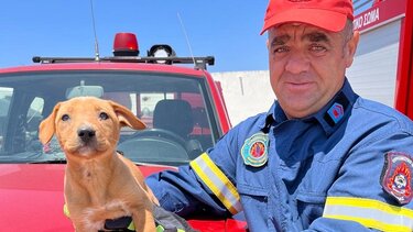 Οι πυροσβέστες έσωσαν τον Καφετούλη και τώρα του ψάχνουν οικογένεια!