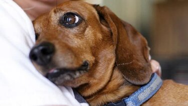 Σκότωσε σκύλο με λοστό επειδή του έφαγε μια κότα