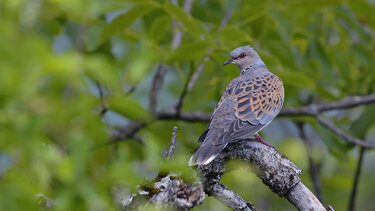 Στο βωμό των κυνηγετικών συμφερόντων και φέτος το Τρυγόνι