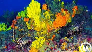 Εικόνα μαγική από το βυθό του Αιγαίου