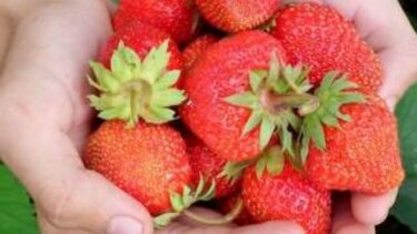 Παρίσταναν τους δημοτικούς υπαλλήλους που μοιράζουν φρούτα και έκλεβαν!