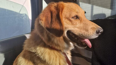 Ο σκύλος της φωτογραφίας αναζητά τον ιδιοκτήτη του