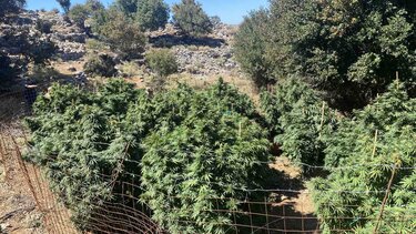 Εκατοντάδες δενδρύλλια με ύψος έως ... δύο μέτρα - Τι βρήκαν οι αστυνομικοί