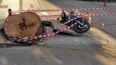 ΓΕΩΤΕΕ: Το "φονικό πεύκο" θυμίζει τη λανθασμένη στάση απέναντι στο αστικό πράσινο