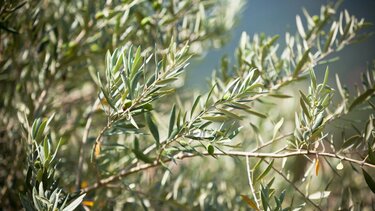35χρονος έπεσε από την ελιά και τραυματίστηκε σοβαρά