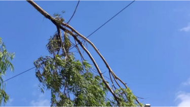 Πτώση κλαδιού πάνω σε καλώδια της ΔΕΗ!