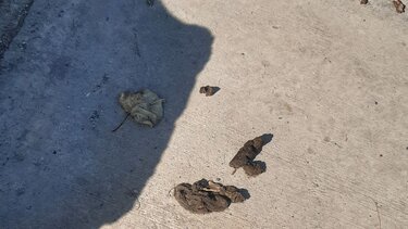 Σκουπίδια παντού στη "βιτρίνα" του Ηρακλείου!