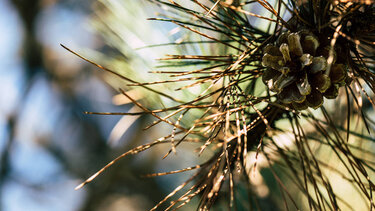 "Κι άλλο δέντρο - δολοφόνος;"