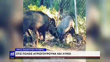 Αγριογούρουνα και λύκοι… μπαίνουν στις πόλεις