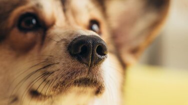 Από τη μηχανή στον ... δρόμο εξαιτίας ενός σκύλου