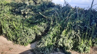 Βρήκαν την άκρη στην χασισοφυτεία-μαμούθ στη Μονή Σαββαθιανών