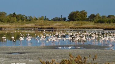 Λιμνοθάλασσα Αλυκής Αιγίου: Ένα πολύ σημαντικό οικοσύστημα και καταφύγιο άγριας ζωής