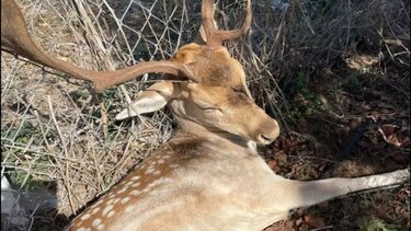 Επιχείρηση διάσωσης για εγκλωβισμένο μικρό ελάφι