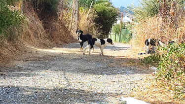 Αγέλη αδέσποτων τρομοκρατεί μια ολόκληρη περιοχή!