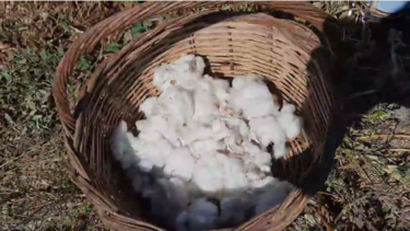 Μάζεψαν... βαμβάκι στη Μεσαρά!